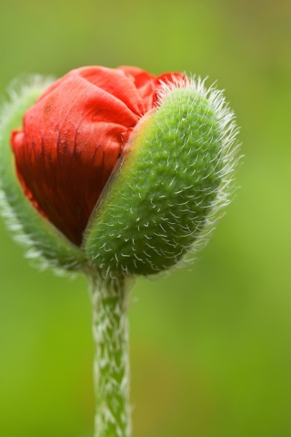 Sfondi Poppy Blooming 320x480