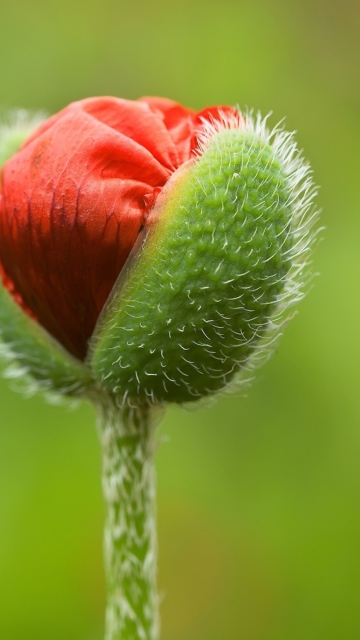 Sfondi Poppy Blooming 360x640