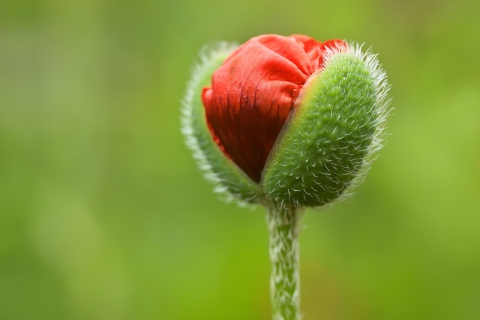 Sfondi Poppy Blooming 480x320