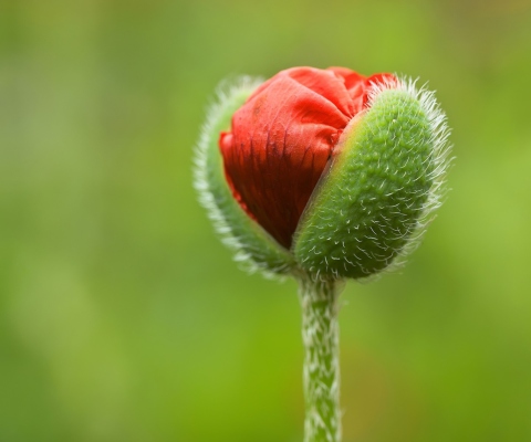Poppy Blooming screenshot #1 480x400
