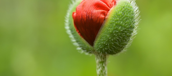 Sfondi Poppy Blooming 720x320