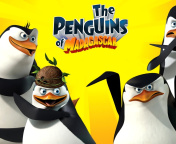 Fondo de pantalla The Penguins of Madagascar 176x144