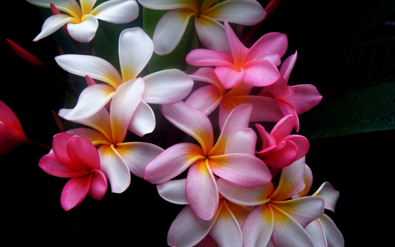 Das Amazing Flowers Wallpaper 1280x800