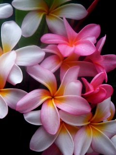 Amazing Flowers screenshot #1 240x320