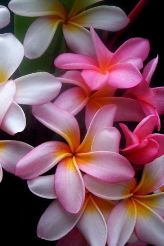 Amazing Flowers screenshot #1 320x480