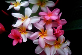 Amazing Flowers - Obrázkek zdarma pro HTC EVO 4G