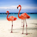 Обои Flamingos On The Beach 128x128