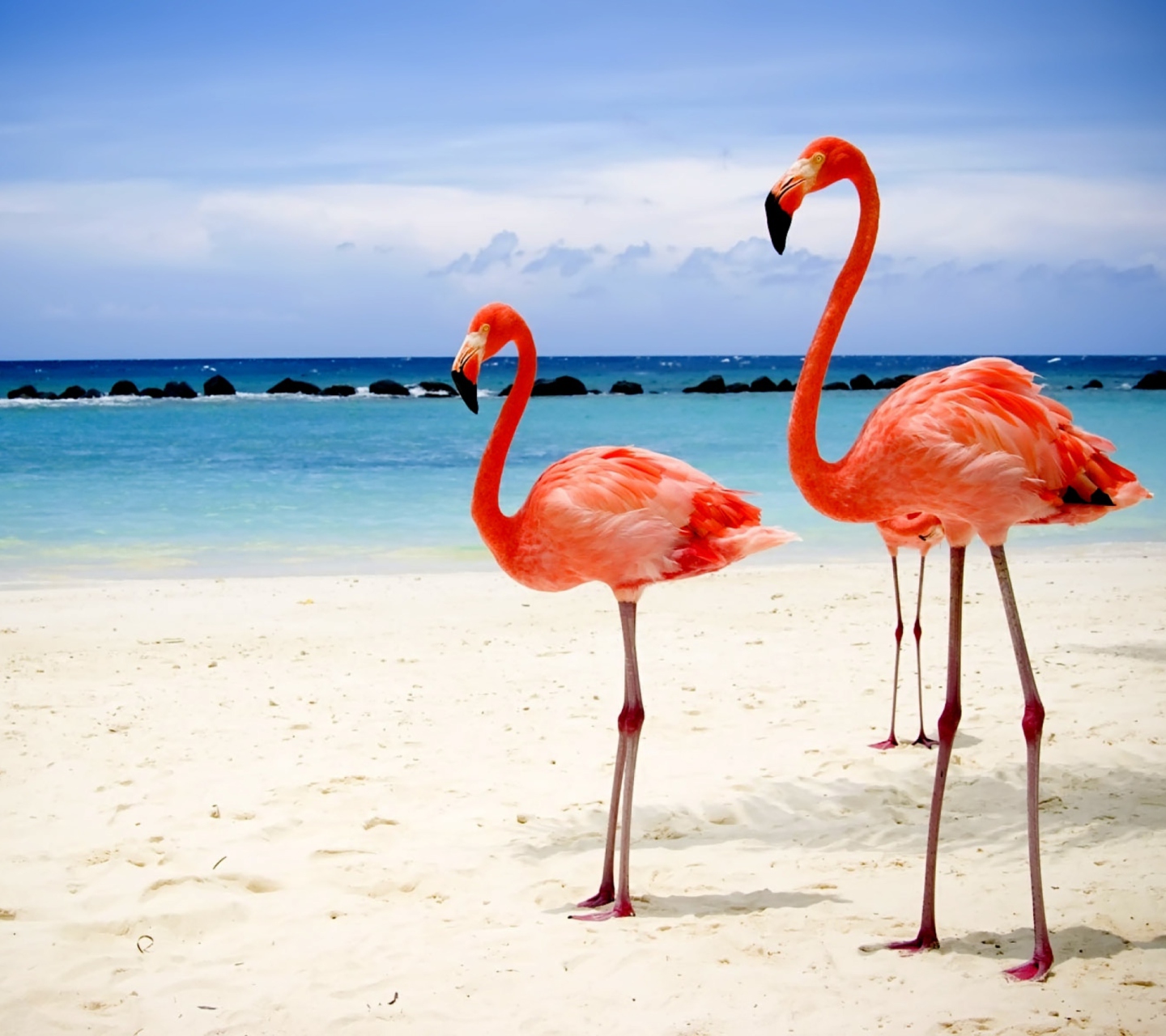Sfondi Flamingos On The Beach 1440x1280