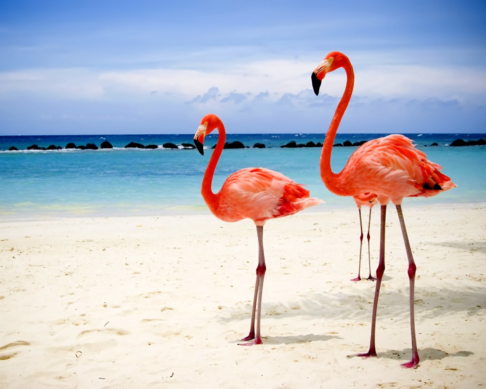 Screenshot №1 pro téma Flamingos On The Beach 1600x1280