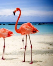 Обои Flamingos On The Beach 176x220
