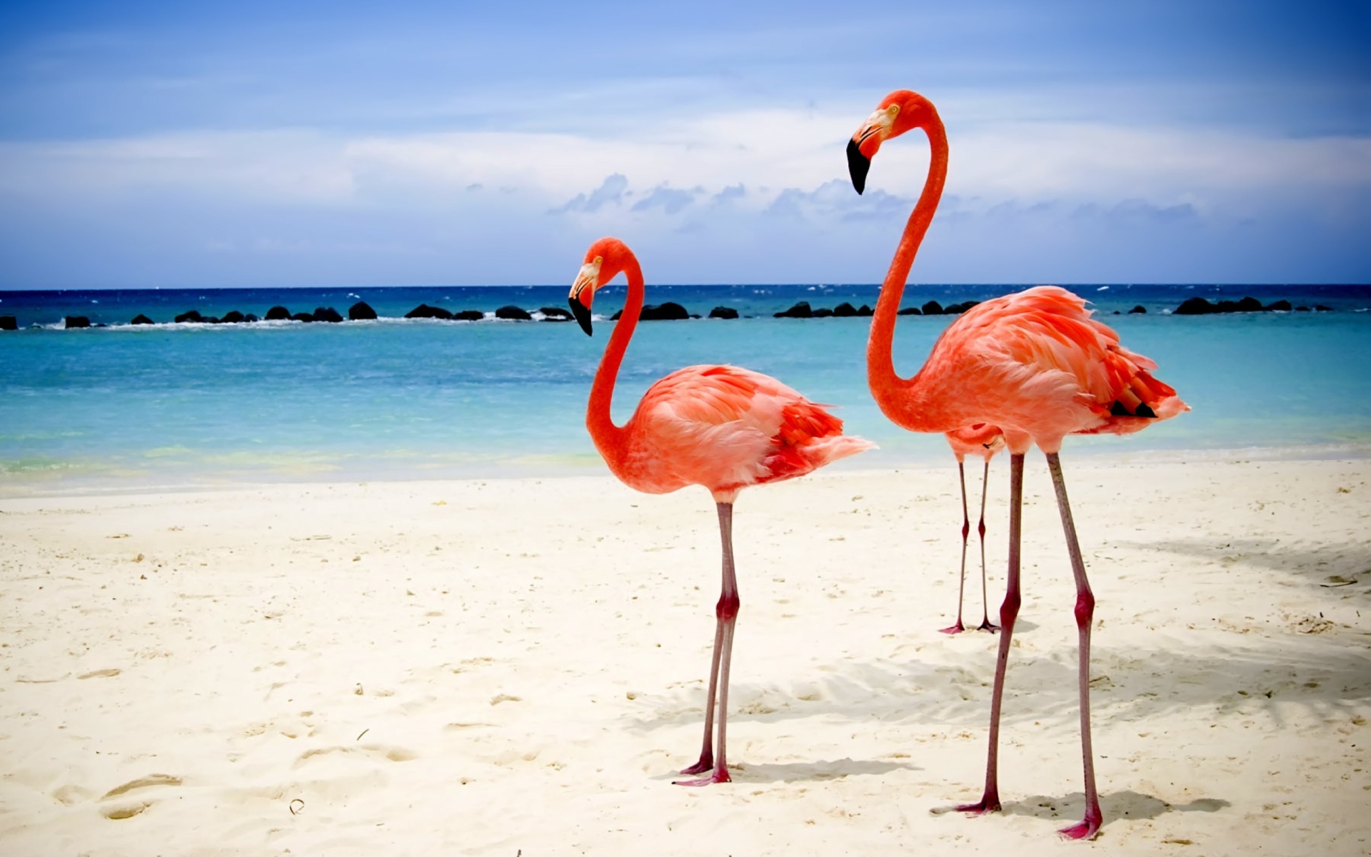 Обои Flamingos On The Beach 1920x1200