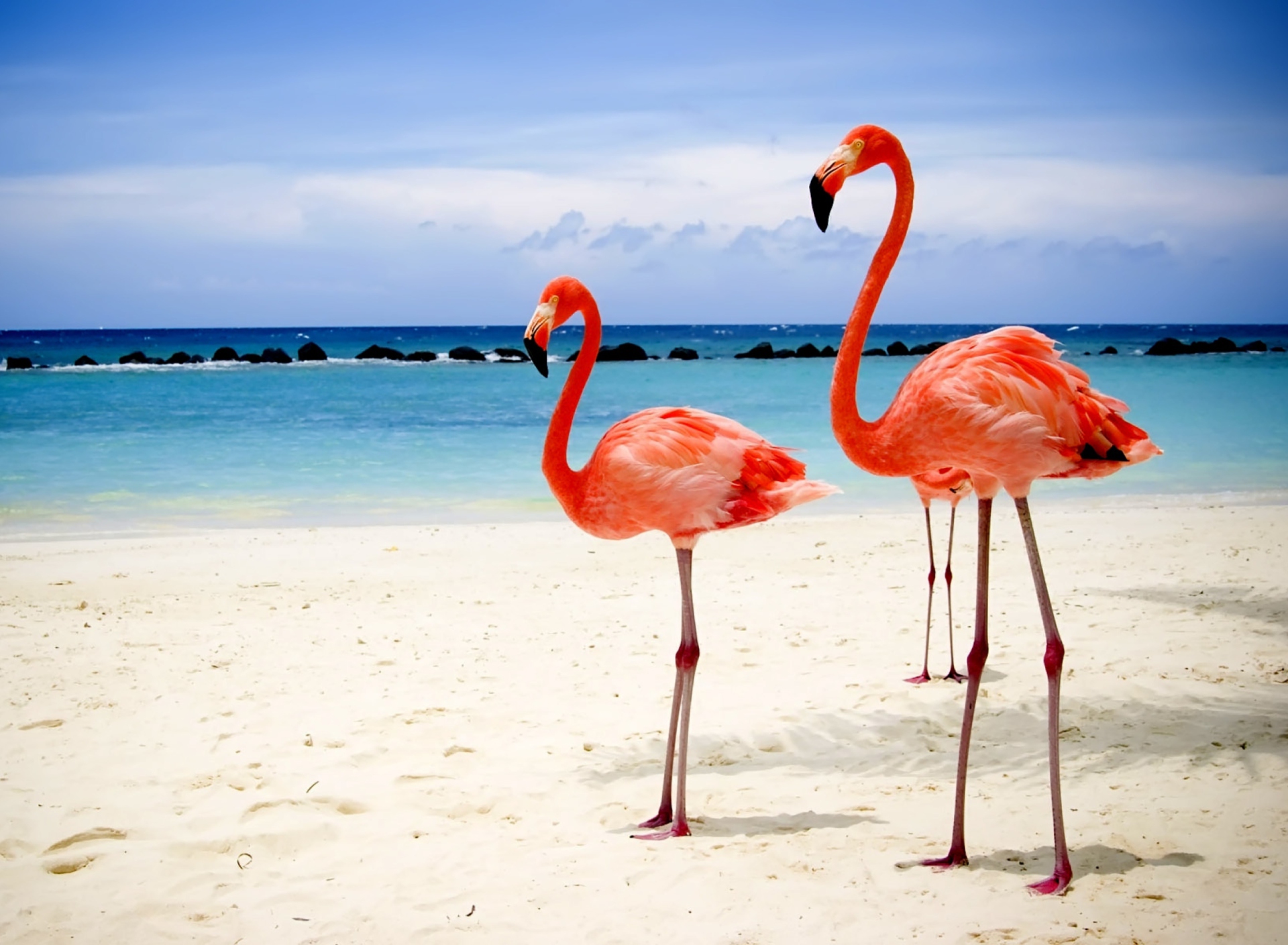 Обои Flamingos On The Beach 1920x1408