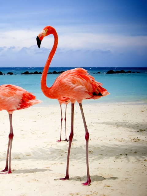 Fondo de pantalla Flamingos On The Beach 480x640