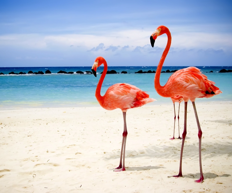 Sfondi Flamingos On The Beach 960x800