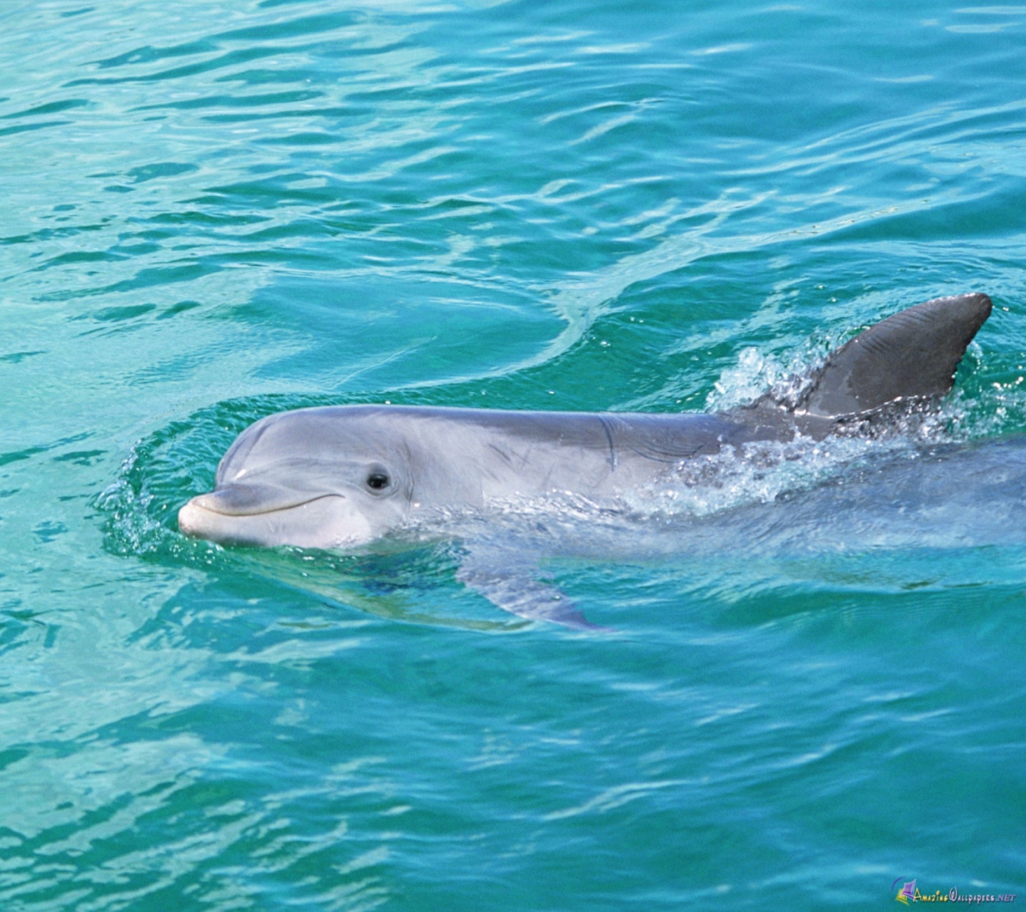Fondo de pantalla Cute Dolphin 1440x1280