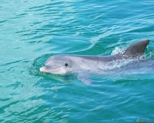 Das Cute Dolphin Wallpaper 220x176