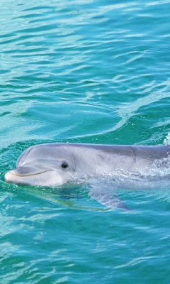 Обои Cute Dolphin 240x400
