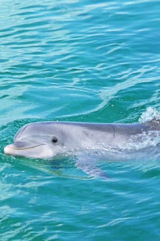 Fondo de pantalla Cute Dolphin 320x480