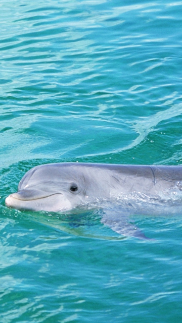 Обои Cute Dolphin 360x640