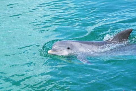 Sfondi Cute Dolphin 480x320