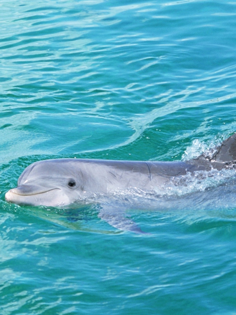 Fondo de pantalla Cute Dolphin 480x640