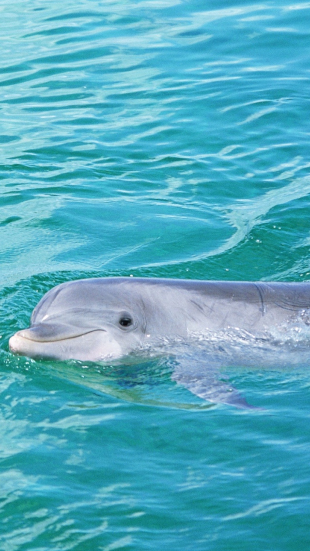 Das Cute Dolphin Wallpaper 640x1136