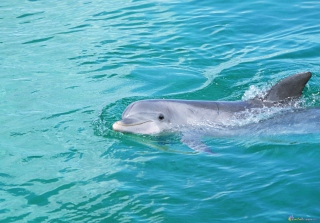 Cute Dolphin Wallpaper for Android, iPhone and iPad