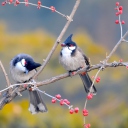 Fondo de pantalla Red Whiskered Bulbul Birds 128x128