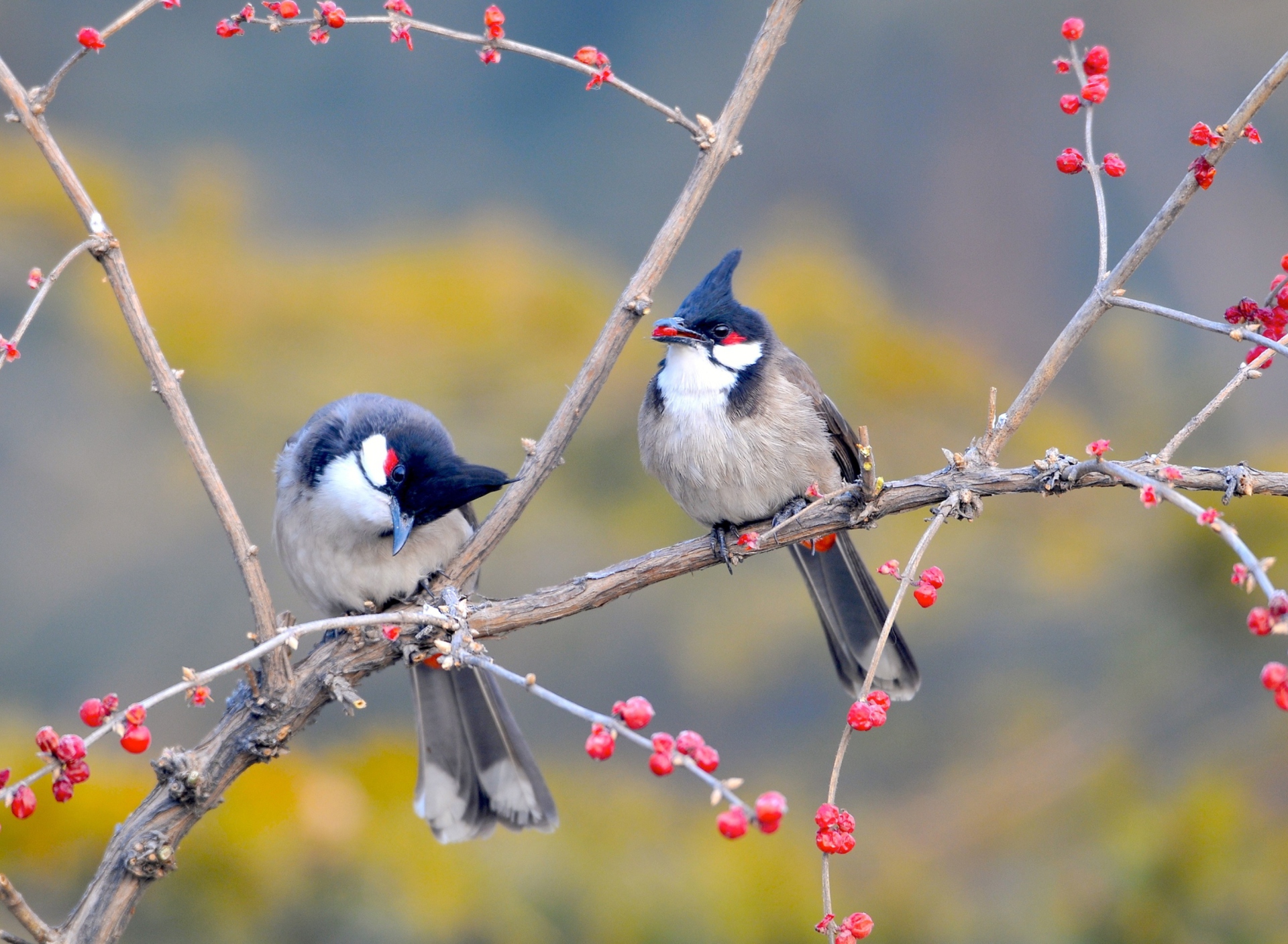 Обои Red Whiskered Bulbul Birds 1920x1408