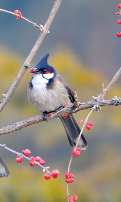 Fondo de pantalla Red Whiskered Bulbul Birds 240x400