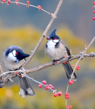 Red Whiskered Bulbul Birds sfondi gratuiti per Nokia C-5 5MP