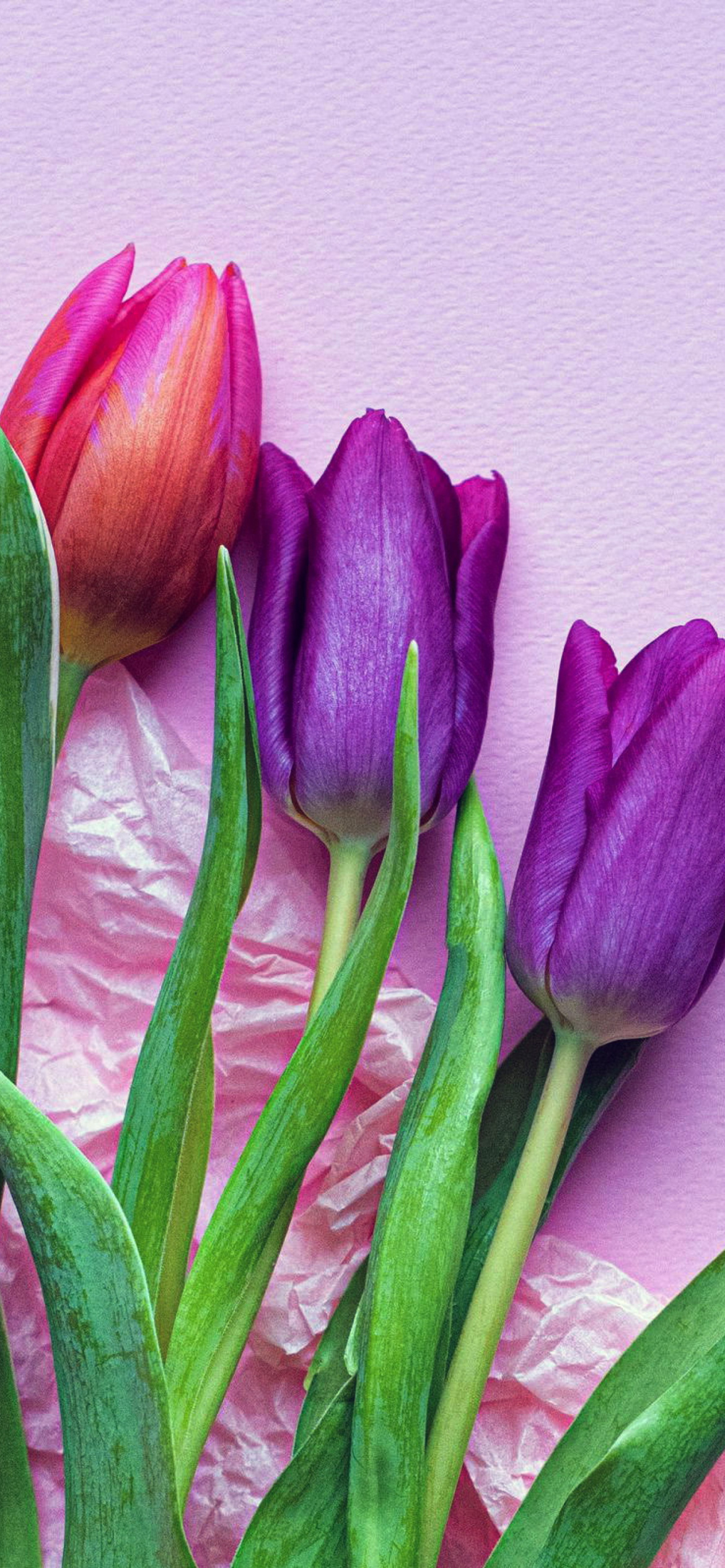 Pink Tulips wallpaper 1170x2532