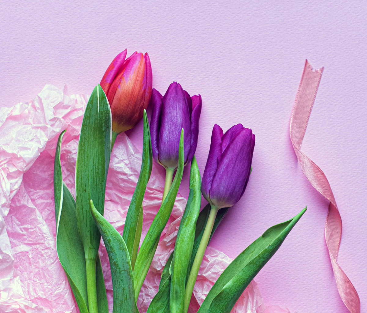 Pink Tulips wallpaper 1200x1024