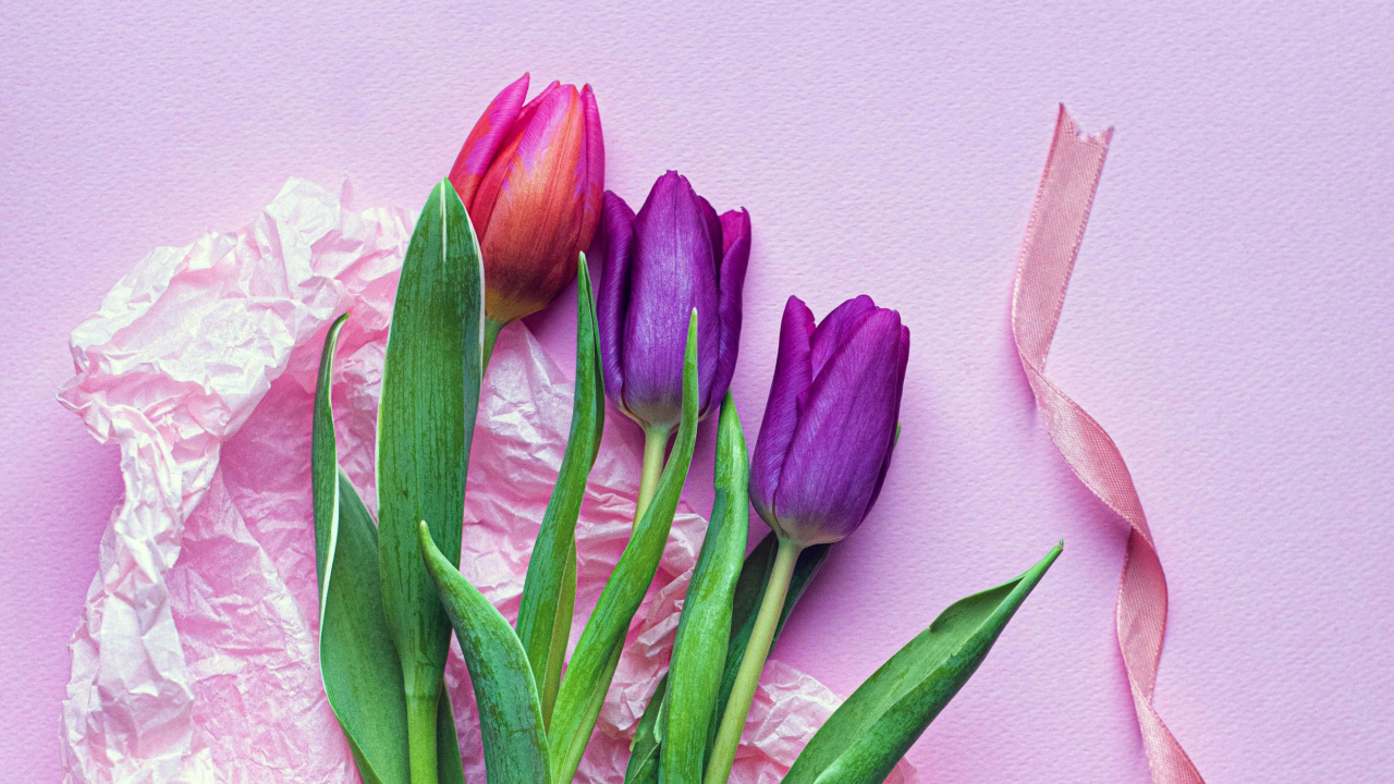 Sfondi Pink Tulips 1280x720