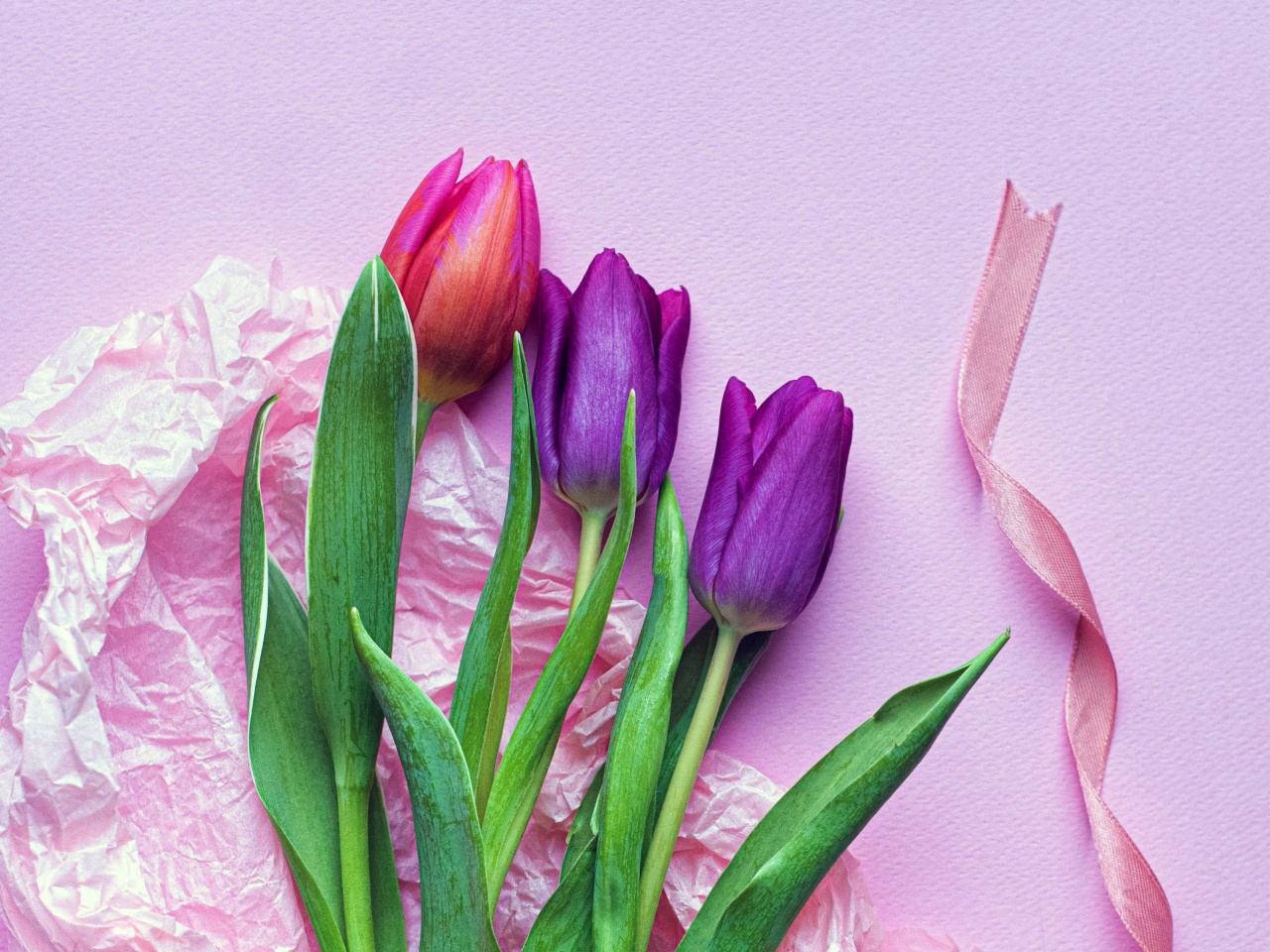 Pink Tulips wallpaper 1280x960