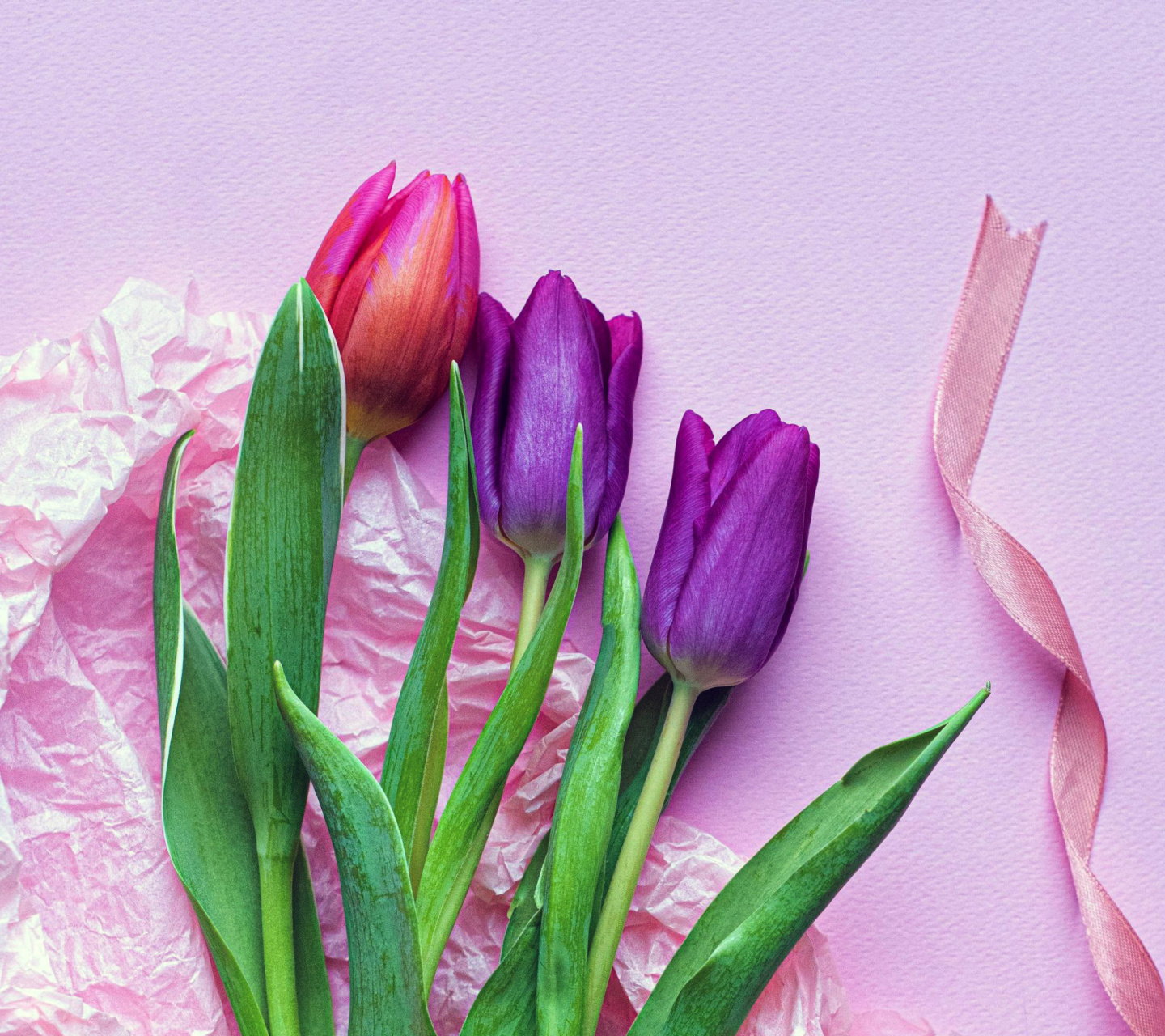 Pink Tulips wallpaper 1440x1280