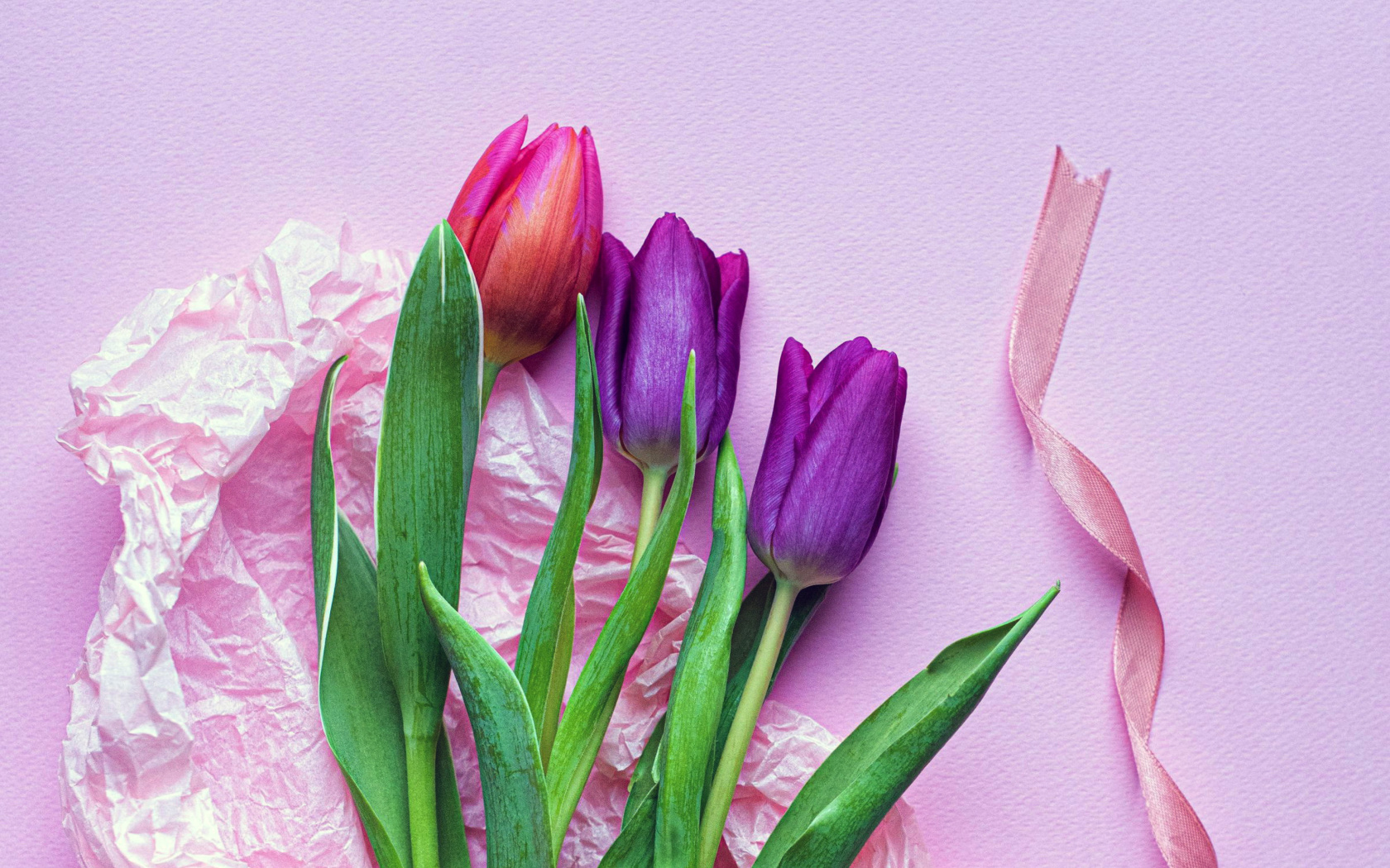 Pink Tulips wallpaper 1680x1050