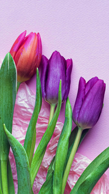 Das Pink Tulips Wallpaper 360x640