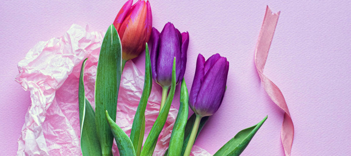 Pink Tulips wallpaper 720x320