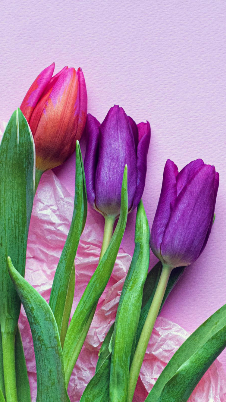Pink Tulips wallpaper 750x1334