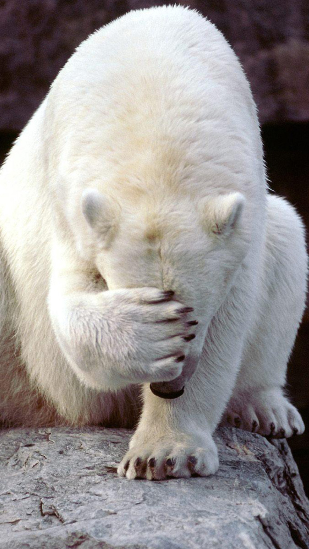 Fondo de pantalla Shamed Polar Bear 1080x1920