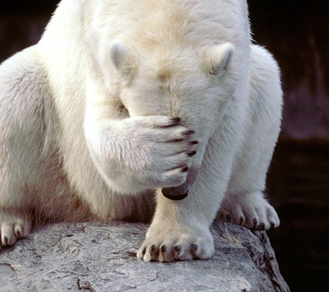 Das Shamed Polar Bear Wallpaper 1080x960