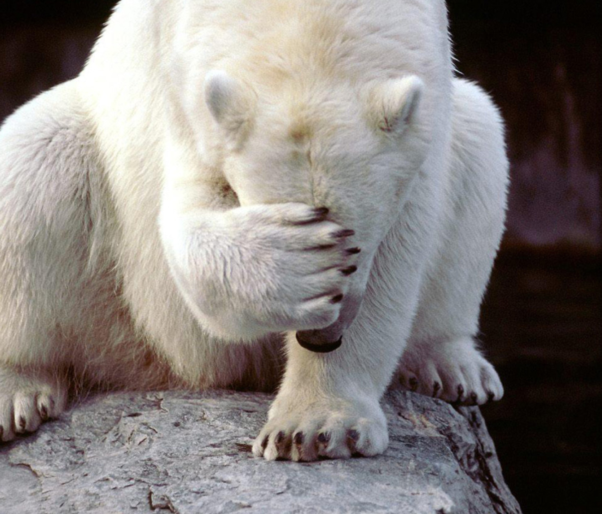 Sfondi Shamed Polar Bear 1200x1024