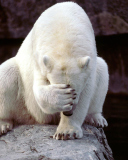 Screenshot №1 pro téma Shamed Polar Bear 128x160