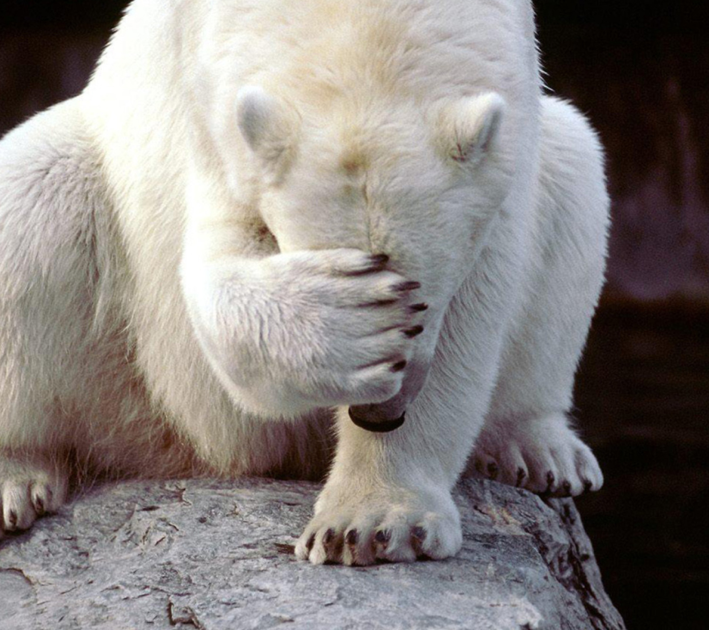 Sfondi Shamed Polar Bear 1440x1280
