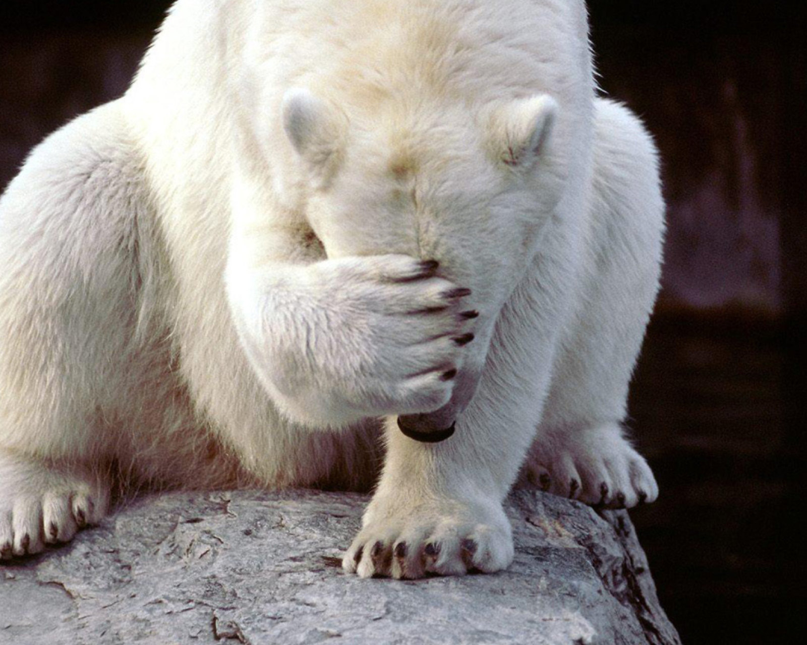 Shamed Polar Bear wallpaper 1600x1280