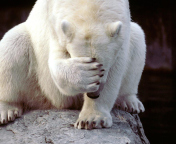 Обои Shamed Polar Bear 176x144
