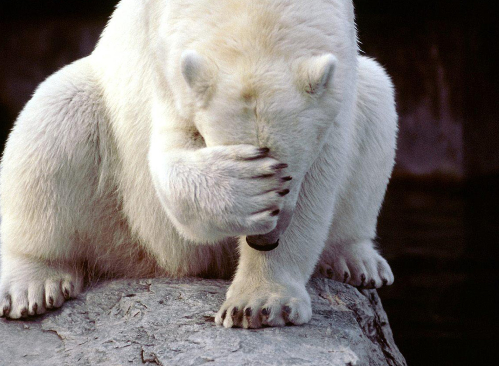 Shamed Polar Bear screenshot #1 1920x1408