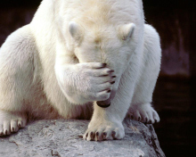 Fondo de pantalla Shamed Polar Bear 220x176