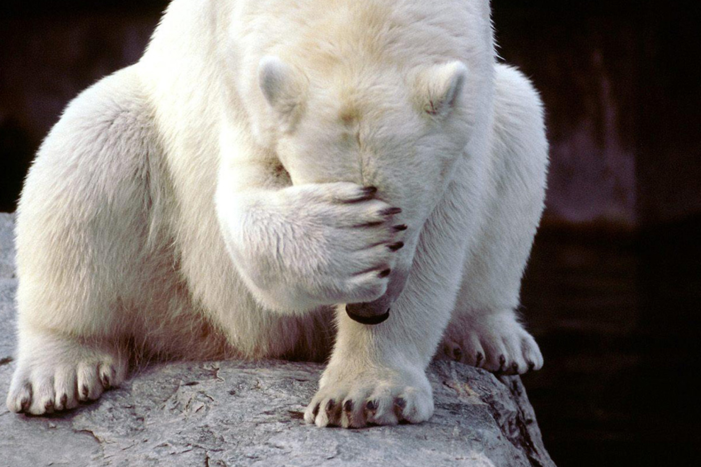 Fondo de pantalla Shamed Polar Bear 2880x1920